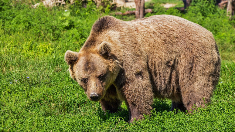 Times: мальчик и медведь — хватило мужества не паниковать при появлении животного