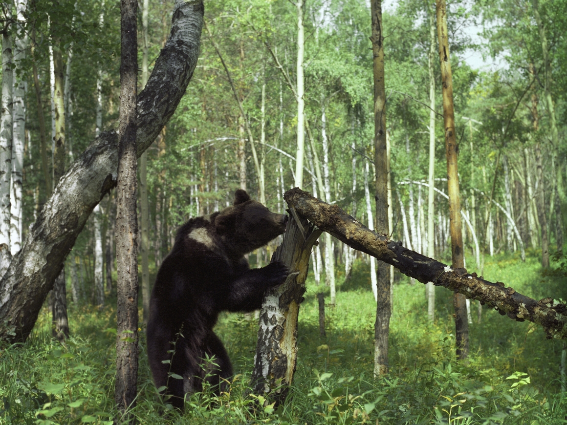 Пропавших в лесу подростков нашли по медвежьим следам. Живыми
