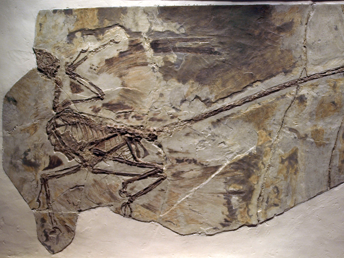 Учёные говорят, что у пернатых динозавров тоже была перхоть - ей 125 млн лет