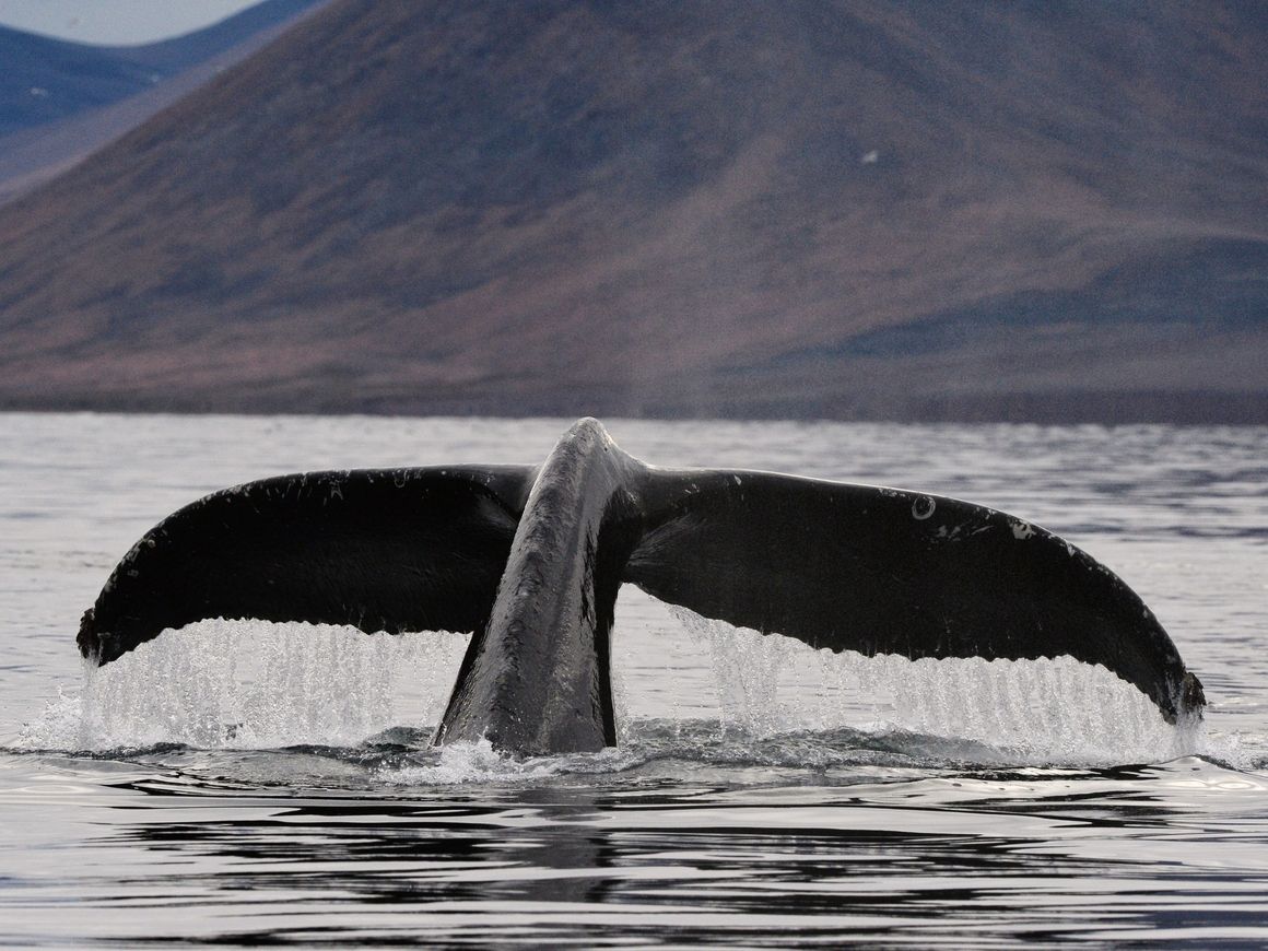 Невероятная жестокость японских ученых: для исследования забито более 300 китов