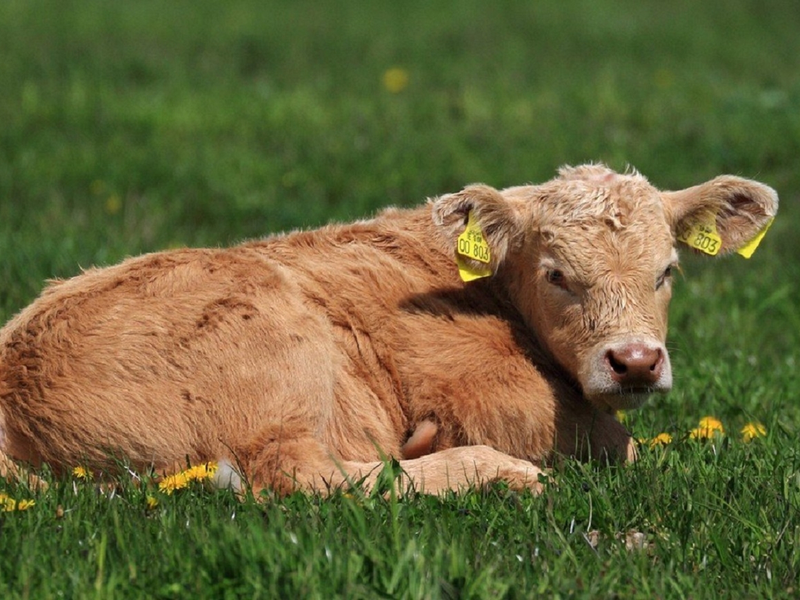 В Болгарии корова незаконно перешла границу ЕС. Теперь её хотят убить