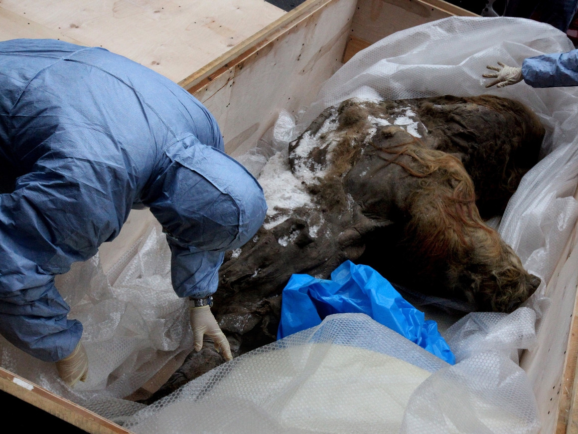 Почти парк Юрского периода: учёные планируют вернуть к жизни вымерших мамонтов