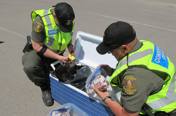 Полиция изымает мясо белого медведя в Канаде