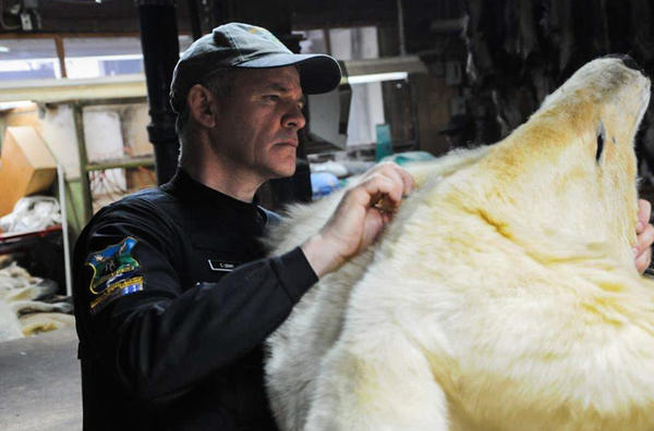 Офицер в Квебеке, Канада, проверяет шкуру белого медведя