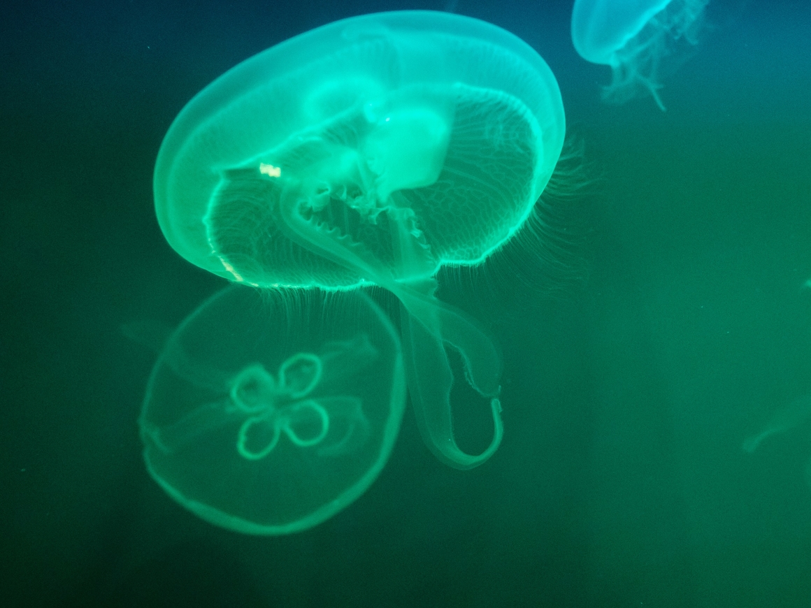 11 тонн медуз приплыли на чилл в Испанию. Никто не рад - они ужалили 150 человек