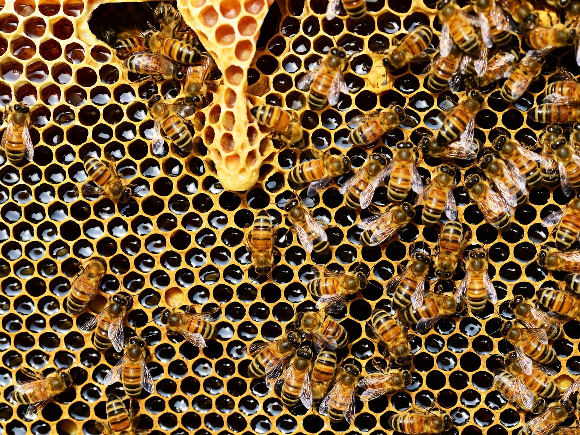 В мегаполисах появились новые жители - это пчёлы