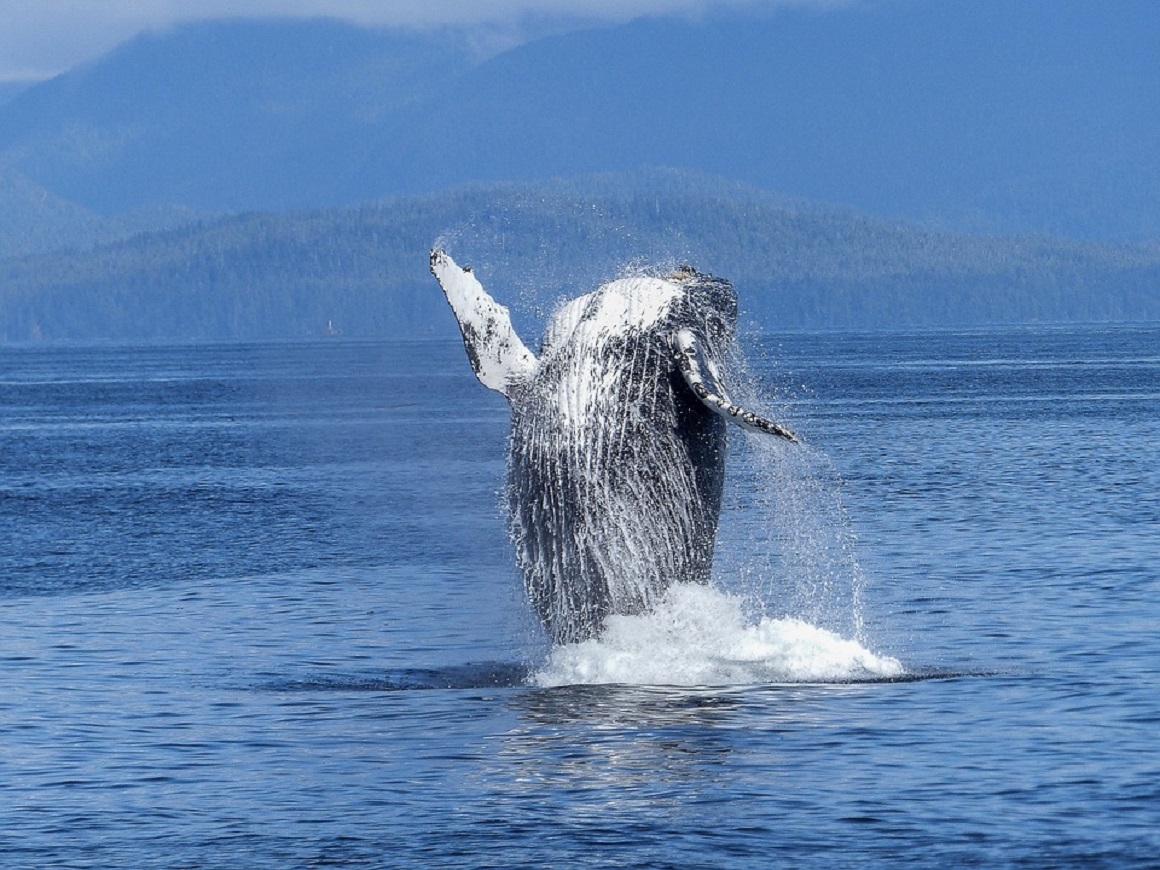 Японцы никак не хотят оставить китов в покое и пытаются легализовать их забой