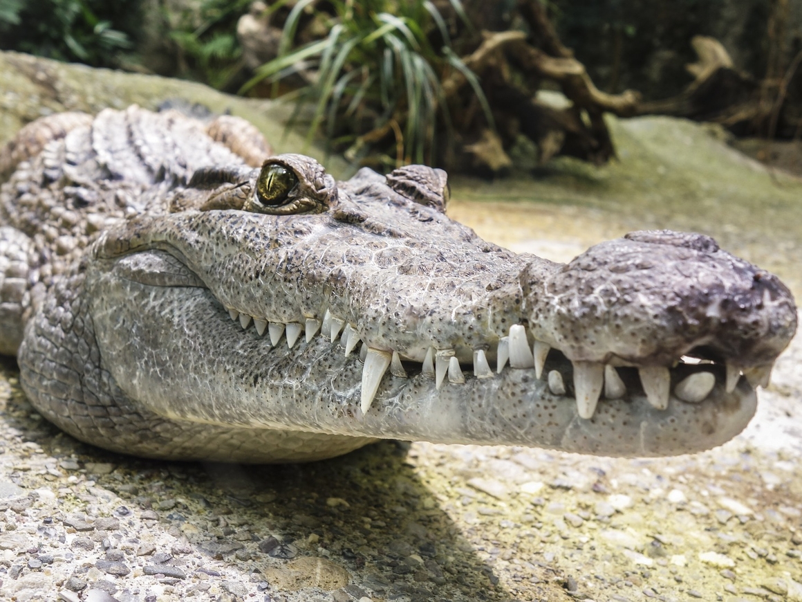 Мэр рыбацкой деревни в Мексике женился на крокодиле. И у него была причина