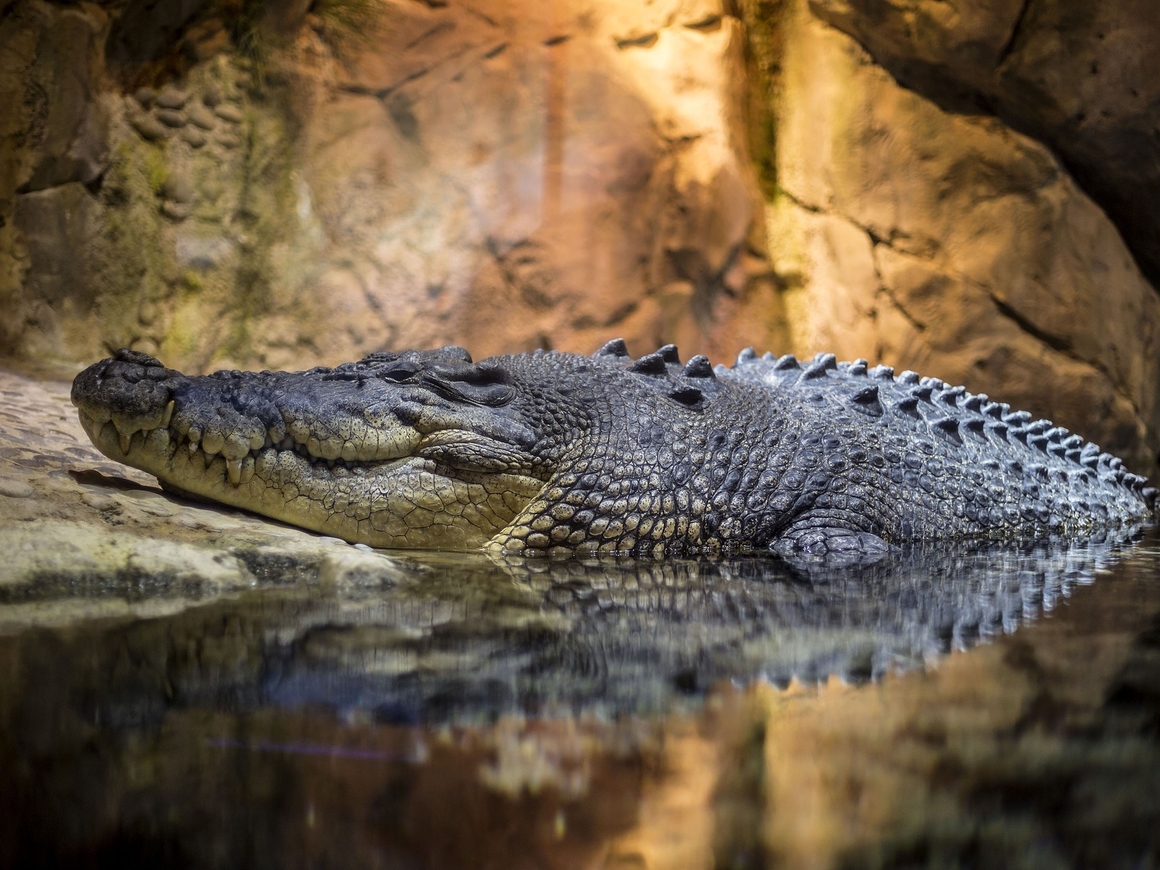 В Австралии рейнджеры поймали гигантского крокодила. Он был в розыске с 2010