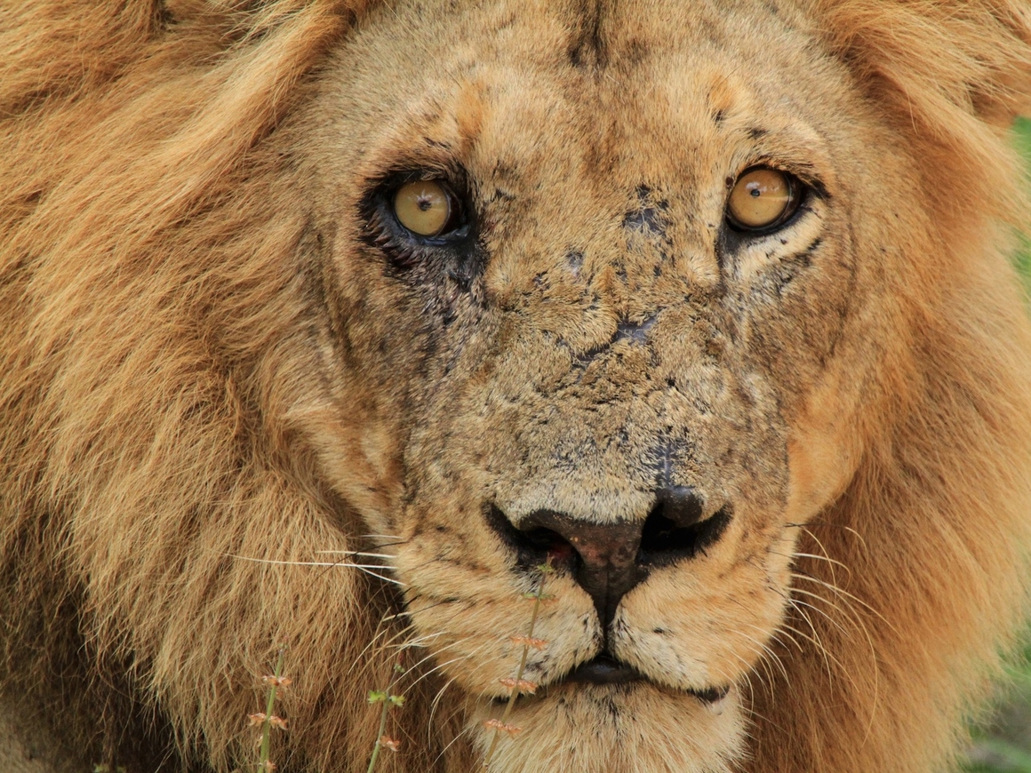 Традиционной медицине нужны мёртвые львы - и поставки их костей из ЮАР удвоятся
