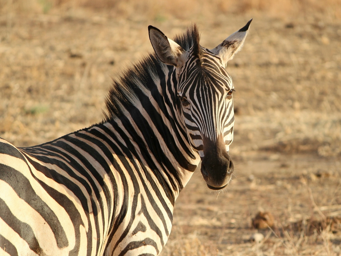 В зоопарке Египта осла покрасили и выдавали за зебру