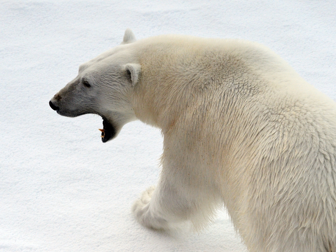 Белый медведь напал на человека: почему это происходит все чаще?