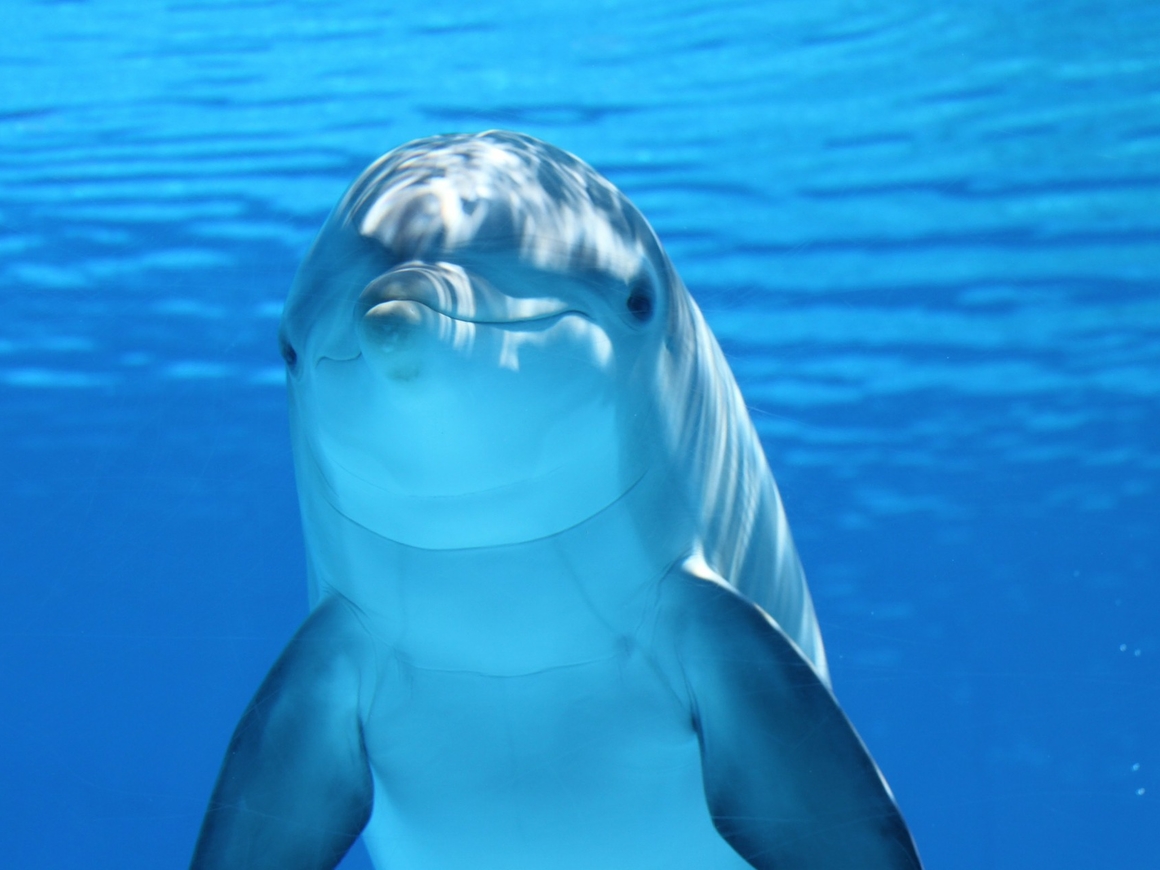 Учёные нашли дельфино-кита. Или кито-дельфина. В любом случае, большая редкость