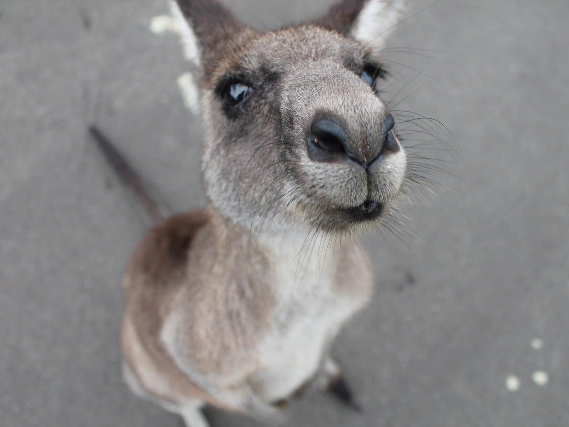 Австралию терроризируют банды кенгуру. А им просто кушать хочется (фото, видео)