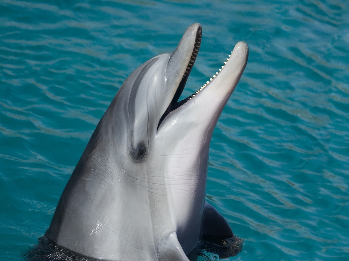 Дельфины добрые, и им ничего от вас не нужно. Ну, в брачный период почти ничего