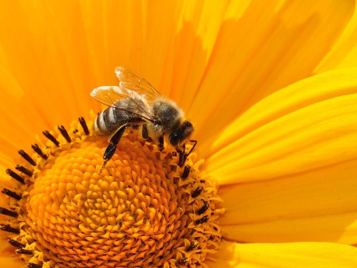 Пестициды вызывают зависимость у пчёл: почему это опасно для человека?
