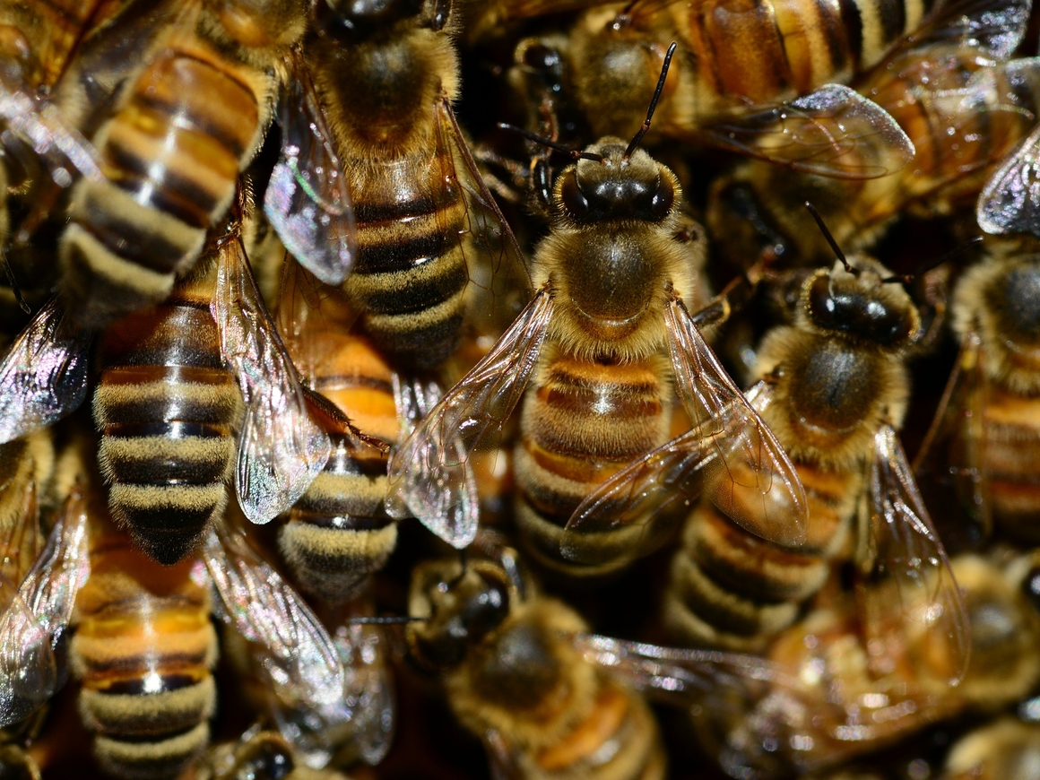 В США 40 000 пчёл устроили улей на лотке с хот-догами. Просто слишком жарко