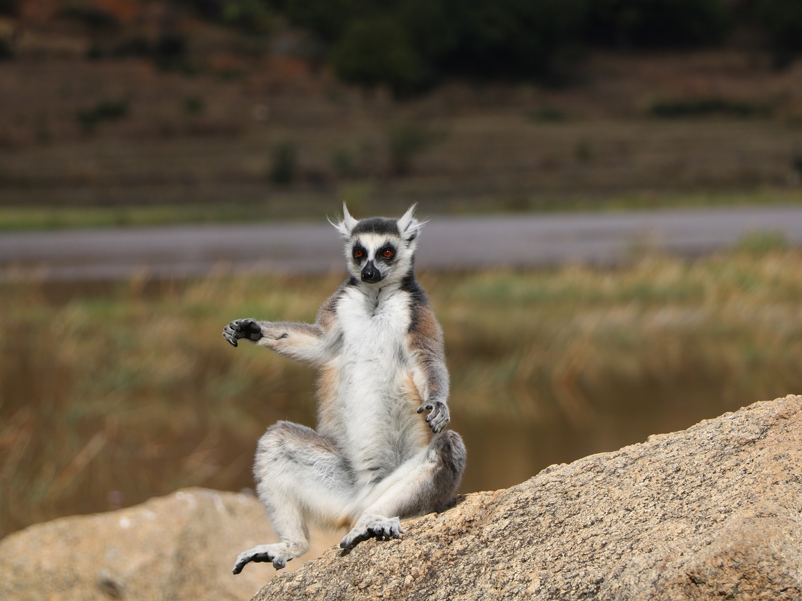 Асса! - На Мадагаскаре лемуры не ходят, а вальсируют (фото)