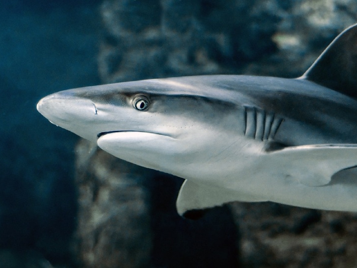 Ученые нашли первую всеядную акулу: она и от мяса не откажется, и травой закусит