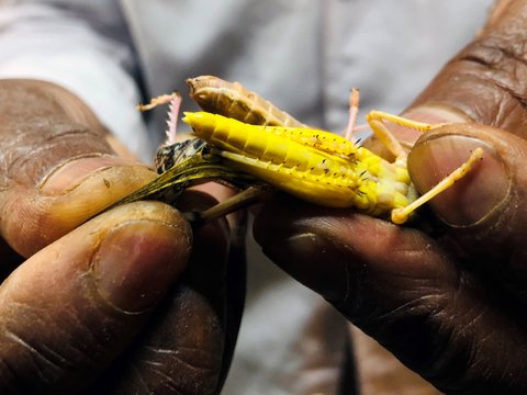 Кошерная саранча. В Израиле пустят в пищу вредных насекомых, богатых белком