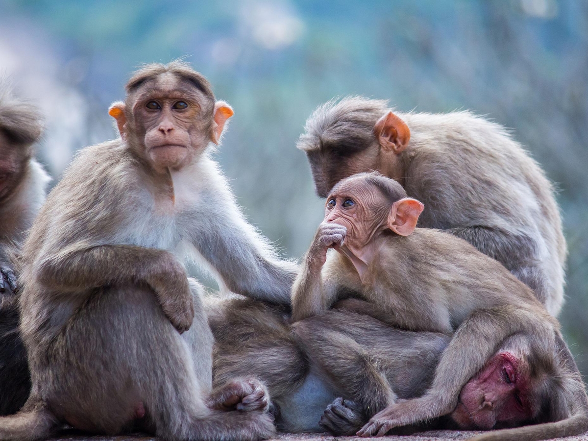 Оспа обезьян — что это и насколько опасно?