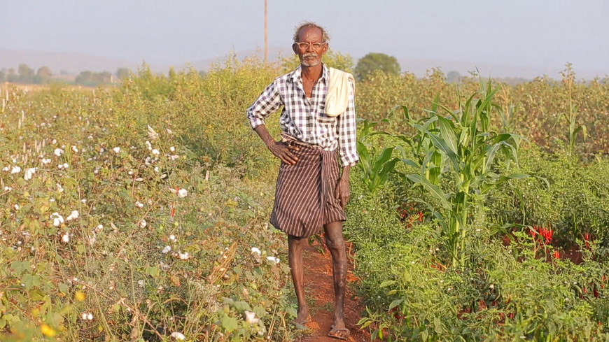 India farmer suicides because of GMO cotton