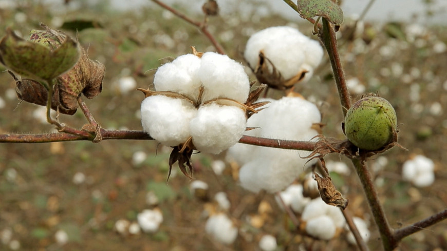 India farmer suicides because of GMO cotton