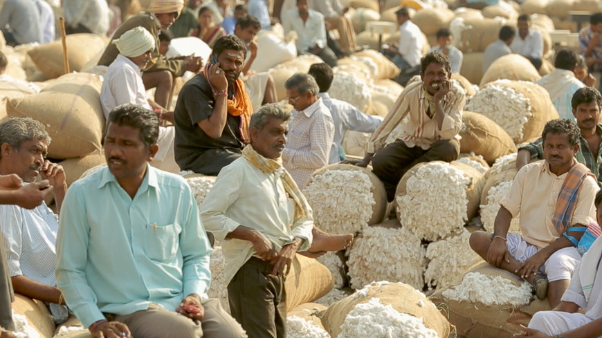 India farmer suicides because of GMO cotton