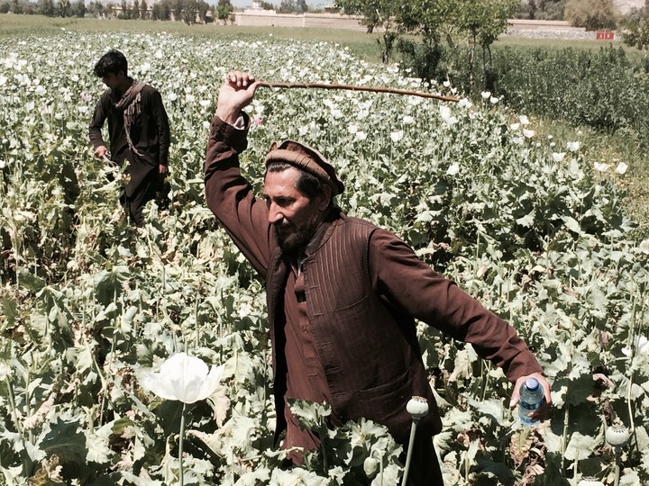 Afghan opium trade 