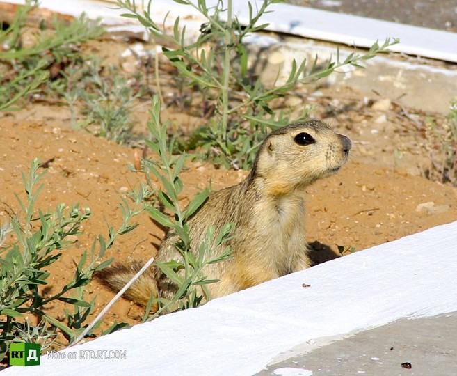 Russian cosmonaut's journey into space
