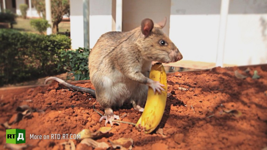 Landmine detector rat Tanzania