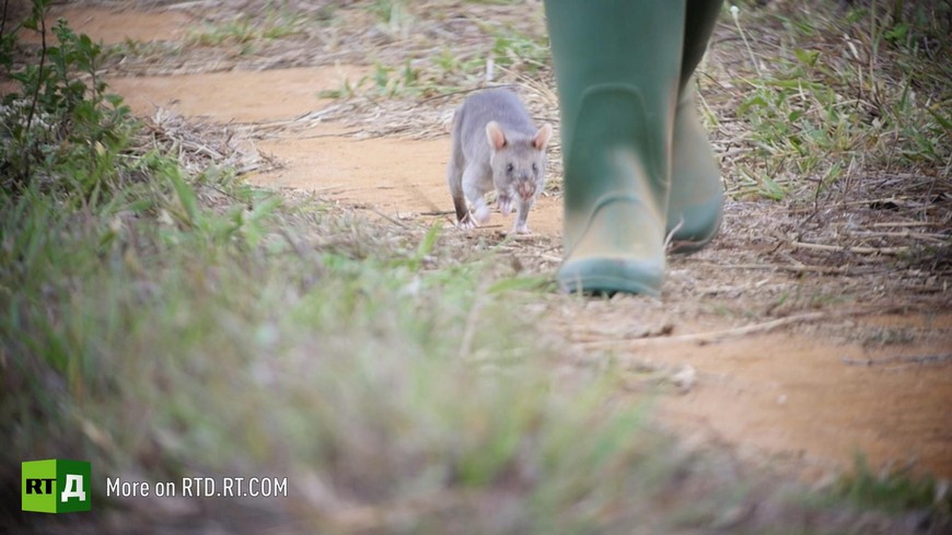 Landmine detector rat Tanzania