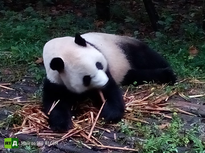 China's panda breeding programme