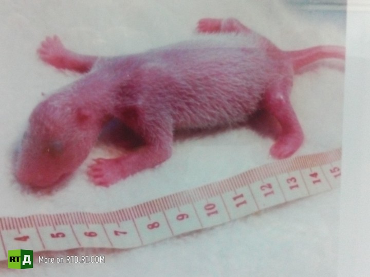 China's panda breeding programme