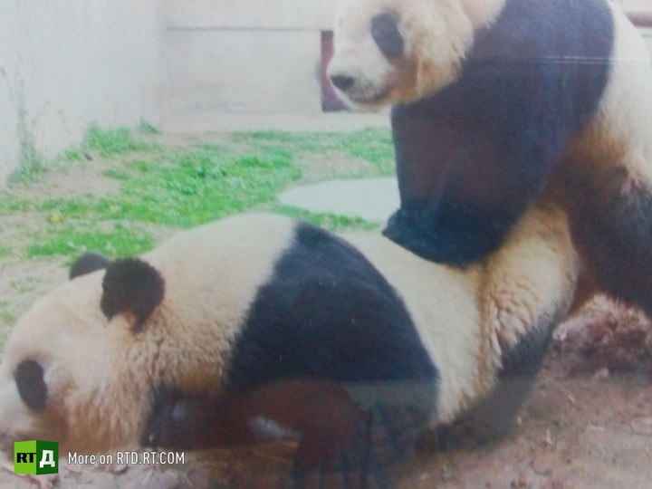 China's panda breeding programme