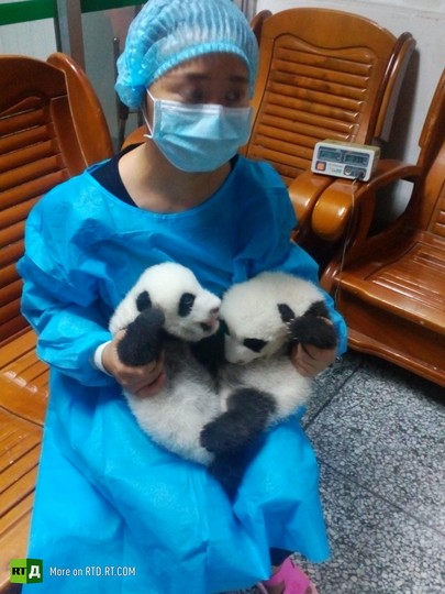 China's panda breeding programme
