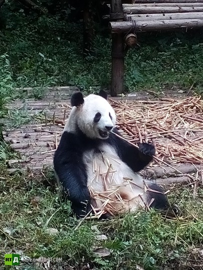 China's panda breeding programme