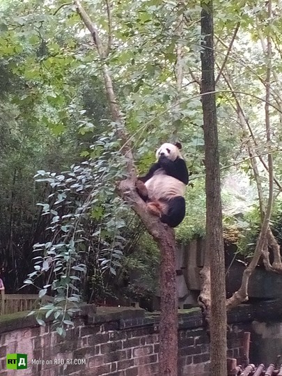 China's panda breeding programme