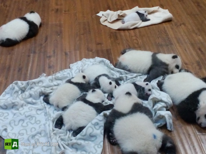 China's panda breeding programme