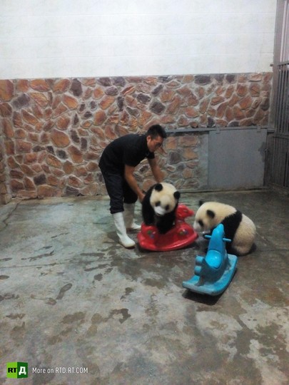 China's panda breeding programme