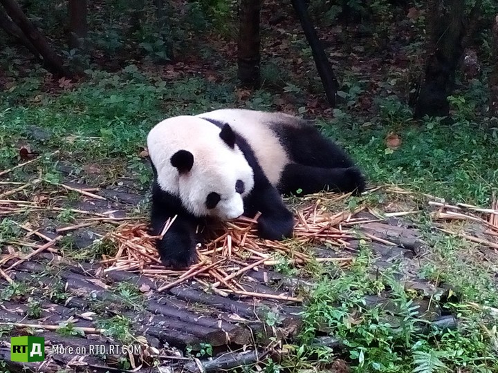 China's panda breeding programme