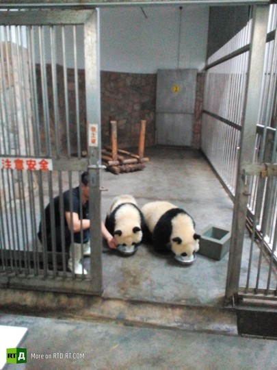 China's panda breeding programme
