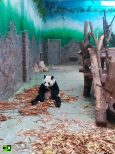 China's panda breeding programme