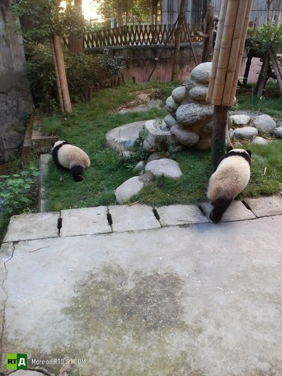 China's panda breeding programme