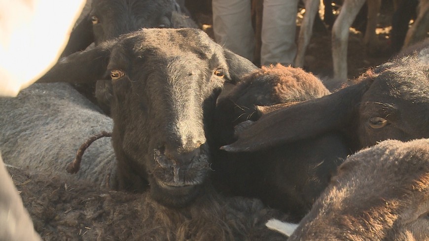 Kok boru Kirghizstan goat sport
