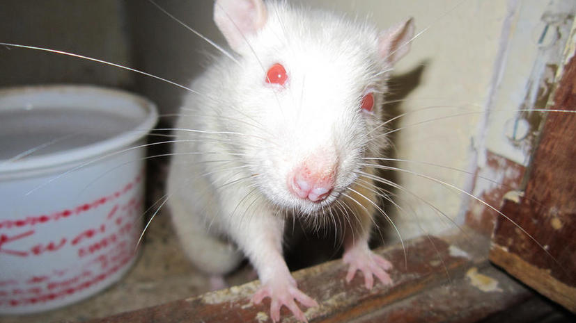 Исследование: Стволовые клетки помогли восстановить зрение у слепой мыши
