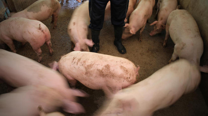 На ферме в Вашингтоне свиней кормят марихуаной