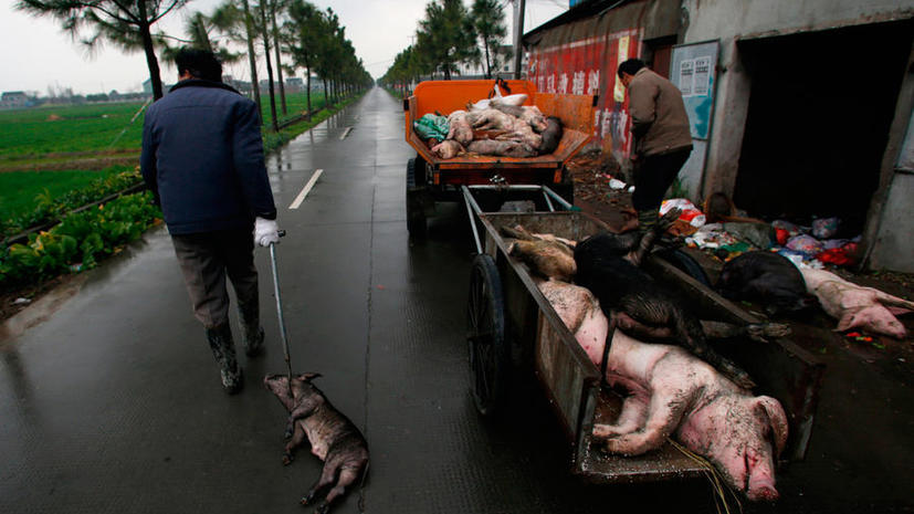 В китайской деревне необъяснимо погибли почти все свиньи и собаки