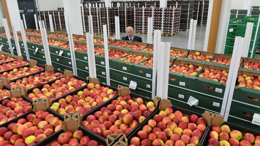 Польша попросила США выкупить яблоки, от которых отказалась Россия