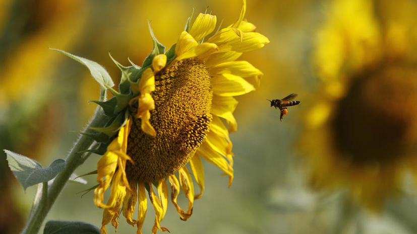 В Европе отказались запретить пестициды, убивающие пчел